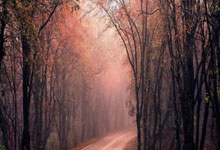 郑钦文冲击赛季首冠！潜在对手爆冷出局，冠军排.