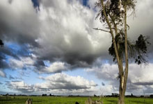 澳大利亚后卫卡拉契奇：重返国家队很振奋 22世界杯是最美妙时刻.